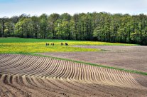 Felder in Dauersberg