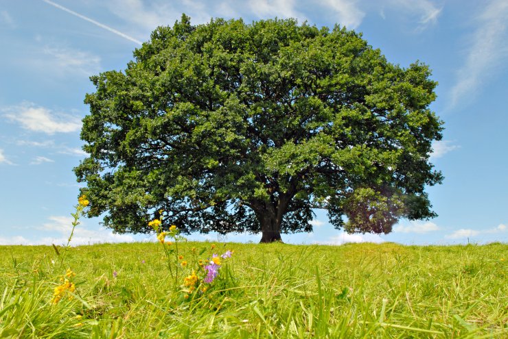 Alte Eiche in Nauroth Alte Eiche in Nauroth