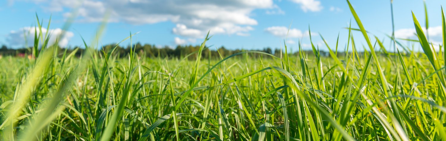 Green grass and white clouds