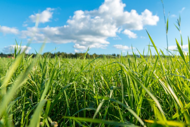 Green grass and white clouds Green grass and white clouds