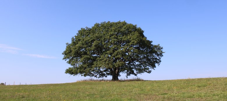 Naturdenkmal "Alte Eiche" bei Nauroth