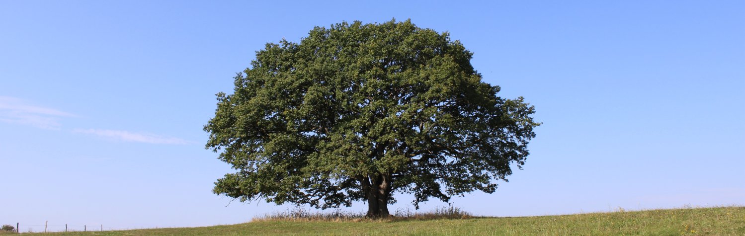 Naturdenkmal "Alte Eiche" bei Nauroth
