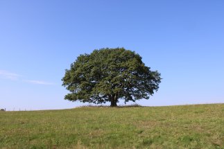 Naturdenkmal "Alte Eiche" bei Nauroth Naturdenkmal "Alte Eiche" bei Nauroth