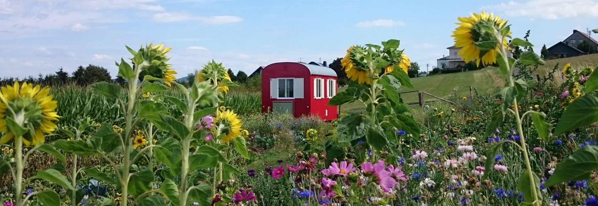 Blumenfeld bei Steineroth